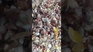 Бедана сайратиш учун махсус дон. кок курмак сарик тарик ок макка мака шах гуруч синиги ва тухим 6 та