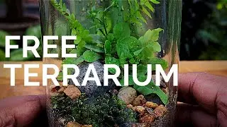How to make a Terrarium for free || Build a terrarium without spending any money