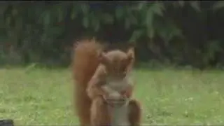 Squirrel football