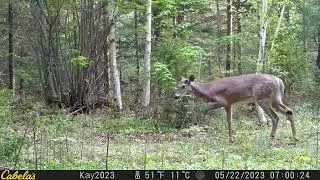 2024 trail cam clips