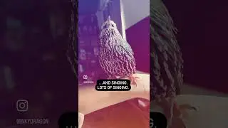 Whats it like to live with a Starling?
