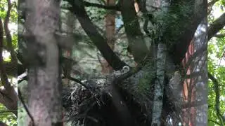 bocian czarny zapachy pod gniazdem i opaski poślizgowe