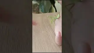 ,,Ты чё угрожаешь мне, морда бандитская!?" . Богомол