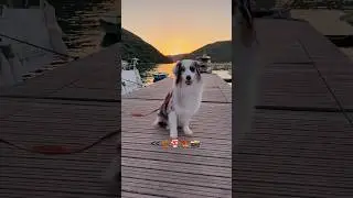 Autumn photoshoot ideas with your dog