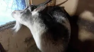 Мои козочки.🌹🌹