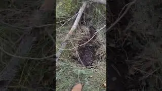Здоровая находка 