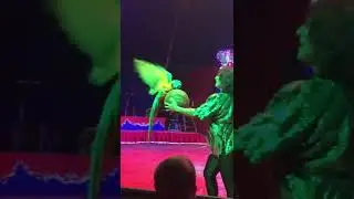 Circus 🎪 Fenix 🇧🇬 Bulgaria #circus #show #parrot #ara #trainedparrots
