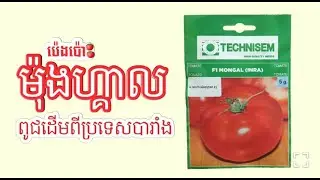 ប៉េងប៉ោះម៉ុងហ្គាល ពូជដើមពីប្រទេសបារាំង