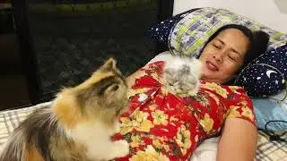 Cat Lover | Persian Cat @SashaMoralVlog