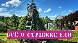 КАК СДЕЛАТЬ ЕЛКУ ПЫШНОЙ🌲покажу с чего начать и как стричь молодые ели