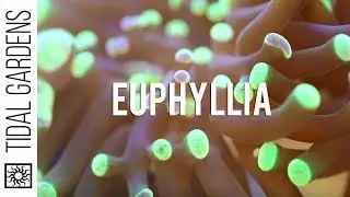 Euphyllia Coral (Hammers, Torches, Frogspawn)  Propagation
