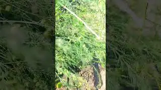 Спаржа лекарственная 🌿 Asparagus.