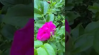 #wildrose #rose #flower #blossom
