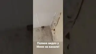 Шкаф упал, Окна разбиты, порваны обои,