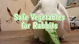 Rabbit safe Vegetables & Greens