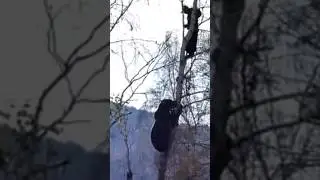 Спокойствие 1000% #россия #медведь #якутия