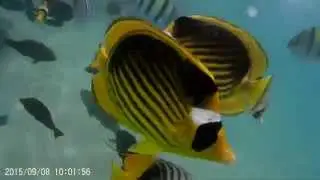 Ихтиофауна Красного Моря. Сентябрь 2015