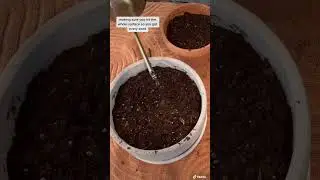🪴 Grow this as a gift! 🐱