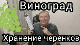 новые сорта винограда на моем участке 2023