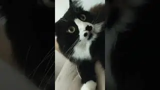 ( ˘ ³˘)♥︎(☞ ͡° ͜ʖ ͡°)☞ฅ^•ﻌ•^ฅ МИККИ