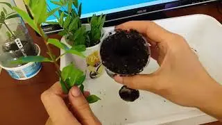 Как укоренить гранат
