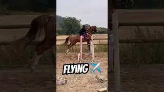 Curly is absolutely FLYING ✈️ #horse #equestrian #showjumping #horseriding #pony #horse