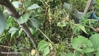 Asombroso la naturaleza abriéndose paso