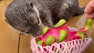 カワウソvsドラゴン！ Otter vs Dragon