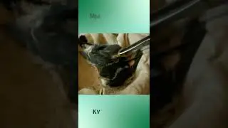 Получилось вырастить ласточек.