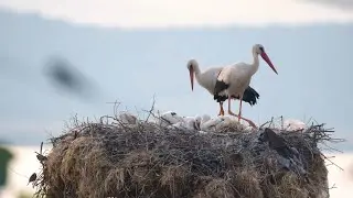 ՍՊԻՏԱԿ ԱՐԱԳԻԼ