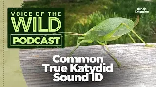 Episode 13: Common True Katydid – Voice of the Wild