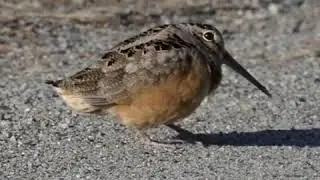 Funky American Woodcock