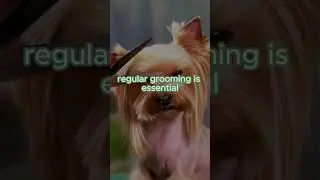 🌟 Yorkshire Terrier: Tiny Dog, Big Lifespan! 🐾 | #7 of Top Long-Living Breeds I #shorts I#yorkshire