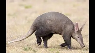 Crispy Man — Aardvark