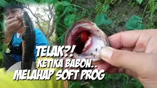 predator rawa dan kobakan yang ganas?! || casting gabus || casting kocolan || soft prog juriccai