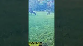 Deer love fresh cut fields #2024 #wildlife #new #nature #shorts #deer #bucks #trailcam