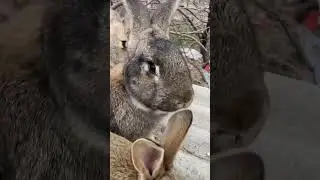 Кролики