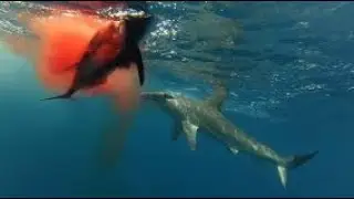 Hungry Shark ( hammerhead shark kelaparan dan memangsa manusia)