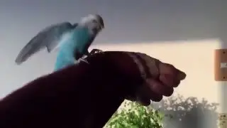 Волнистый просто нереально счастлив!