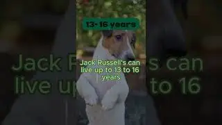 🐾 Jack Russell Terrier: The Energetic Dog with a Long Lifespan! ⚡ | #8 of Top Long-Living Breeds 🌟