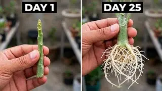 How To Grow Adenium From Cutting | Grow Desert Rose Cuttings