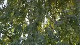 футаж  =солнышко=