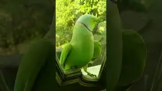 Alexander Parrot #alexanderparrot #greenparrot #parrot #ytshorts #shorts