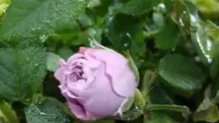 You Belong To My Heart My Garden Sir Cliff Richard