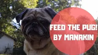 Feed the Pug! by Mannakin