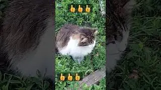#shortc#голодная кошка
