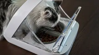 You Have to replace your Surefeed bowl