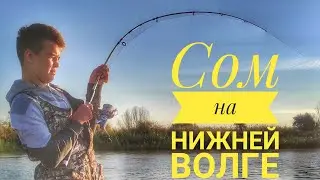 Сом на нижней Волге