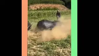 БЫЧАРА - Это МОЩЬ