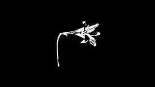 Las Lenguas Muertas - "Esa primera vez"
